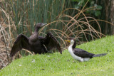 Little Black and Little Pied Cormorants