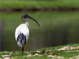 Australian White Ibis - Australische Witte Ibis - Ibis à cou noir