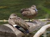 Grey Teal - Australische Taling - Sarcelle australasienne