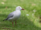 Silver Gull - Witkopmeeuw - Mouette argentée