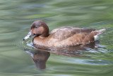 Hardhead - Australische Witoogeend - Fuligule austral (f)