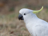 Sulphur-crested Cockatoo - Grote Geelkuifkaketoe - Cacatoès à huppe jaune