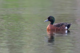 Chestnut Teal - Kastanjetaling - Sarcelle rousse (m)