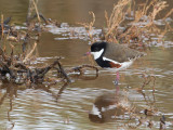 Red-kneed Dotterel - Roodknieplevier - Pluvier ceinturé