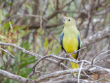 Blue-winged Parrot - Blauwvleugelparkiet - Perruche à bouche d'or