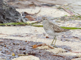 Sharp-tailed Sandpiper - Siberische Strandloper - Bécasseau à queue pointue