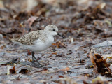 Red-necked Stint - Roodkeelstrandloper - Bécasseau à col roux