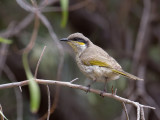 Singing Honeyeater - Fluithoningeter - Méliphage chanteur