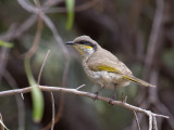 Singing Honeyeater - Fluithoningeter - Méliphage chanteur