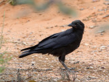 Australian Raven - Australische Raaf - Corbeau d'Australie (imm)