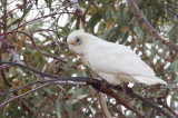 Little Corella - Naaktoogkaketoe - Cacatoès corella