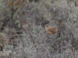 Thick-billed Grasswren - Oostelijke Grassluiper - Amytis à bec fort