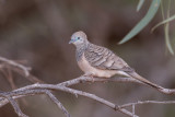 Peaceful Dove - Goulds Zebraduif - Géopélie placide