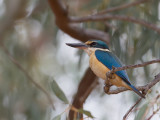 Sacred Kingfisher - Heilige IJsvogel - Martin-chasseur sacré