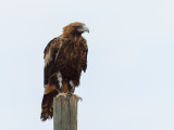 Wedge-tailed Eagle - Wigstaartarend - Aigle d'Australie
