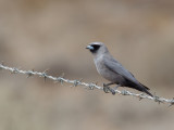 Black-faced Woodswallow - Zwartteugelspitsvogel - Langrayen gris