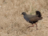 Black-tailed Nativehen - Australisch Waterhoen - Gallinule aborigène