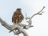 Brown Falcon - Grote Bruine Valk - Faucon bérigora