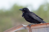 Little Crow - Bennetts Kraai - Corbeau du dsert