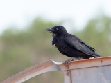 Little Crow - Bennetts Kraai - Corbeau du désert