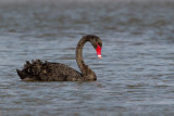 Black Swan - Zwarte Zwaan - Cygne noir