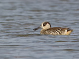Pink-eared Duck - Lepelbekeend - Malacorhynque à oreilles roses
