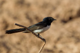 Willie Wagtail - Tuinwaaierstaart - Rhipidure hochequeue