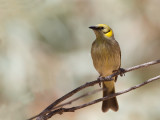 Grey-fronted Honeyeater - Groenkaphoningeter - Méliphage à plumet noir