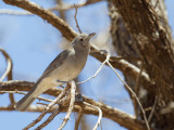 Grey Shrikethrush - Grijze Lijsterdikkop - Siffleur gris