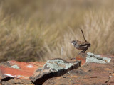 Short-tailed Grasswren - Kortstaartgrassluiper - Amytis de Merrotsy