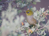 Silvereye - Australische Brilvogel - Zostérops à dos gris