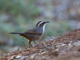 White-browed Babbler - Witbrauwbabbelaar - Pomatostome bridé