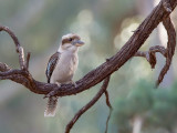 Laughing Kookaburra - Kookaburra - Martin-chasseur géant
