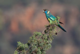 Australian Ringneck - Port-Lincolnparkiet - Perruche à collier jaune