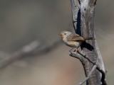 Redthroat - Roodkeelstruiksluiper - Séricorne rougegorge (m)