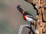 Red-capped Robin - Roodkoplawaaimaker - Cossyphe à calotte rousse (m)