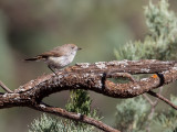 Chestnut-rumped Thornbill - Roodstaartdoornsnavel - Acanthize à croupion roux