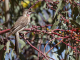 Red Wattlebird - Roodlelhoningeter - Méliphage barbe-rouge