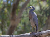White-faced Heron - Witwangreiger - Aigrette à face blanche