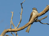 Striped Honeyeater - Gestreepte Honingeter - Méliphage lancéolé