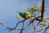 Mulga Parrot - Regenboogparkiet - Perruche multicolore (m)