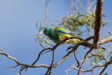 Mulga Parrot - Regenboogparkiet - Perruche multicolore (m)