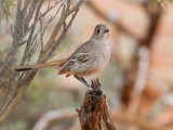 Southern Scrub Robin - Malleefluiter - Drymode à croupion brun