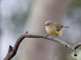 Weebill - Eucalyptushaantje - Séricorne à bec court