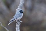 Masked Woodswallow - Maskerspitsvogel - Langrayen masqué