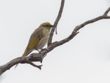 Yellow-plumed Honeyeater - Malleehoningeter - Méliphage orné
