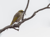 Yellow-plumed Honeyeater - Malleehoningeter - Méliphage orné