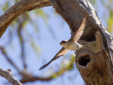 Tree Martin - Australische Boomzwaluw - Hirondelle des arbres