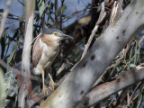 Nankeen Night-heron - Rosse Kwak - Bihoreau cannelle