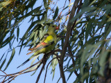 Regent Parrot - Regentparkiet - Perruche mélanure (m)